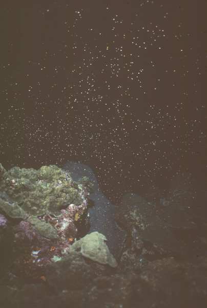 Spawning brain coral with Christmas tree worm