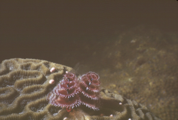 Spawning Christmas tree worm on spawning brain coral