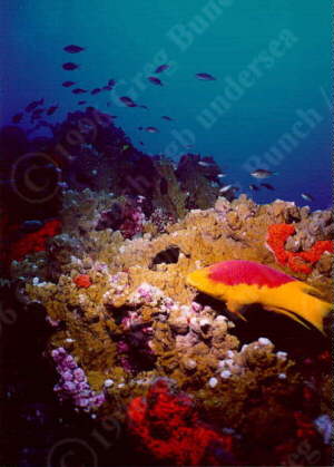 Spanish Hogfish at Stetson Bank